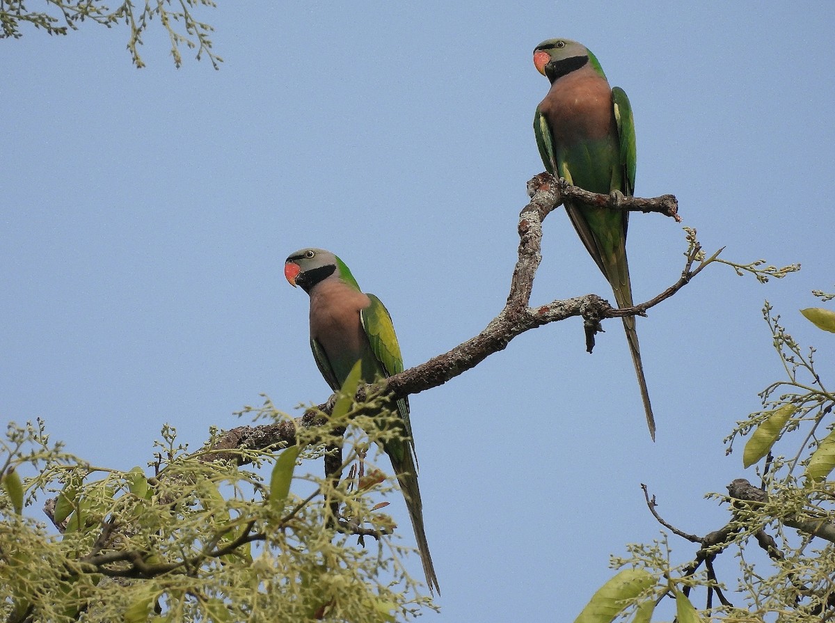 Alexandrine Parakeet - ML626639326