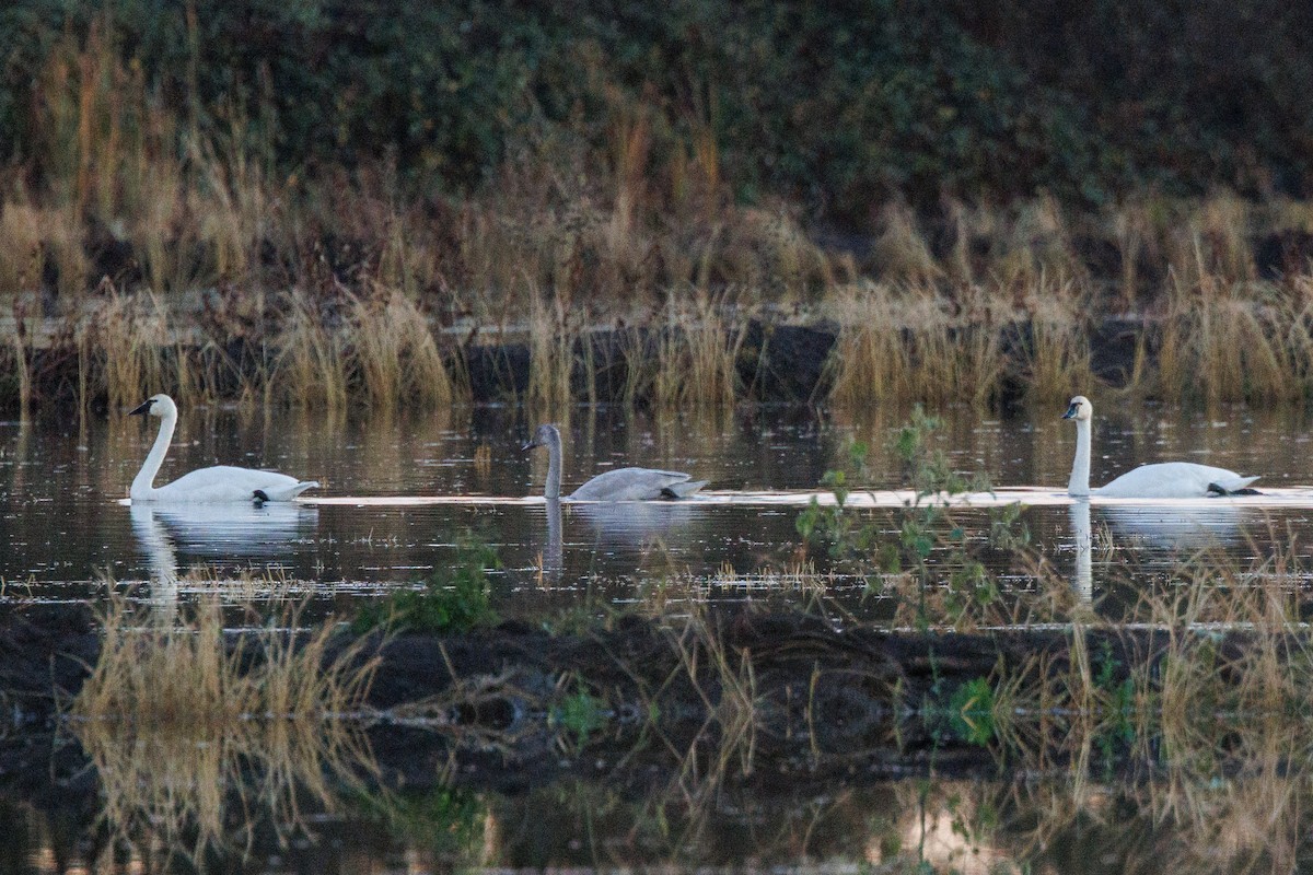 eBird Checklist - 23 Nov 2024 - Conaway Ranch--CR25 near CR103 - 35 ...