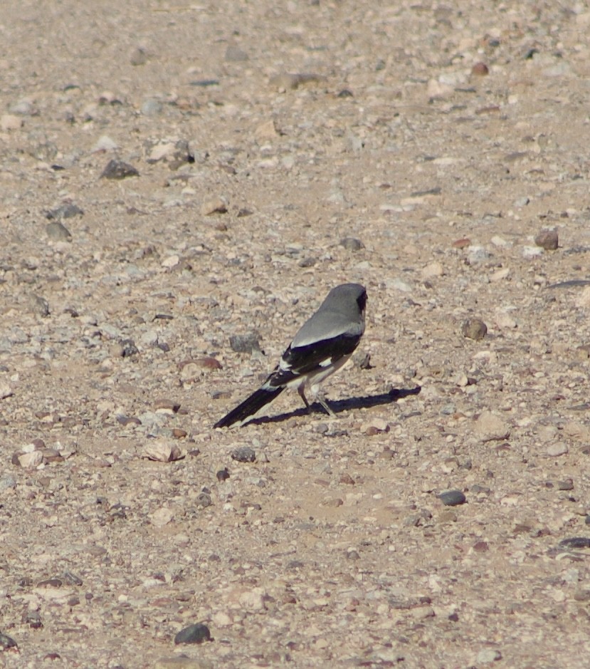 Loggerhead Shrike - ML626639477