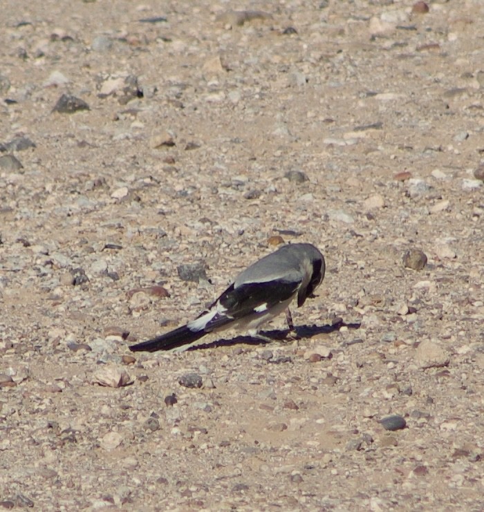 Loggerhead Shrike - ML626639478