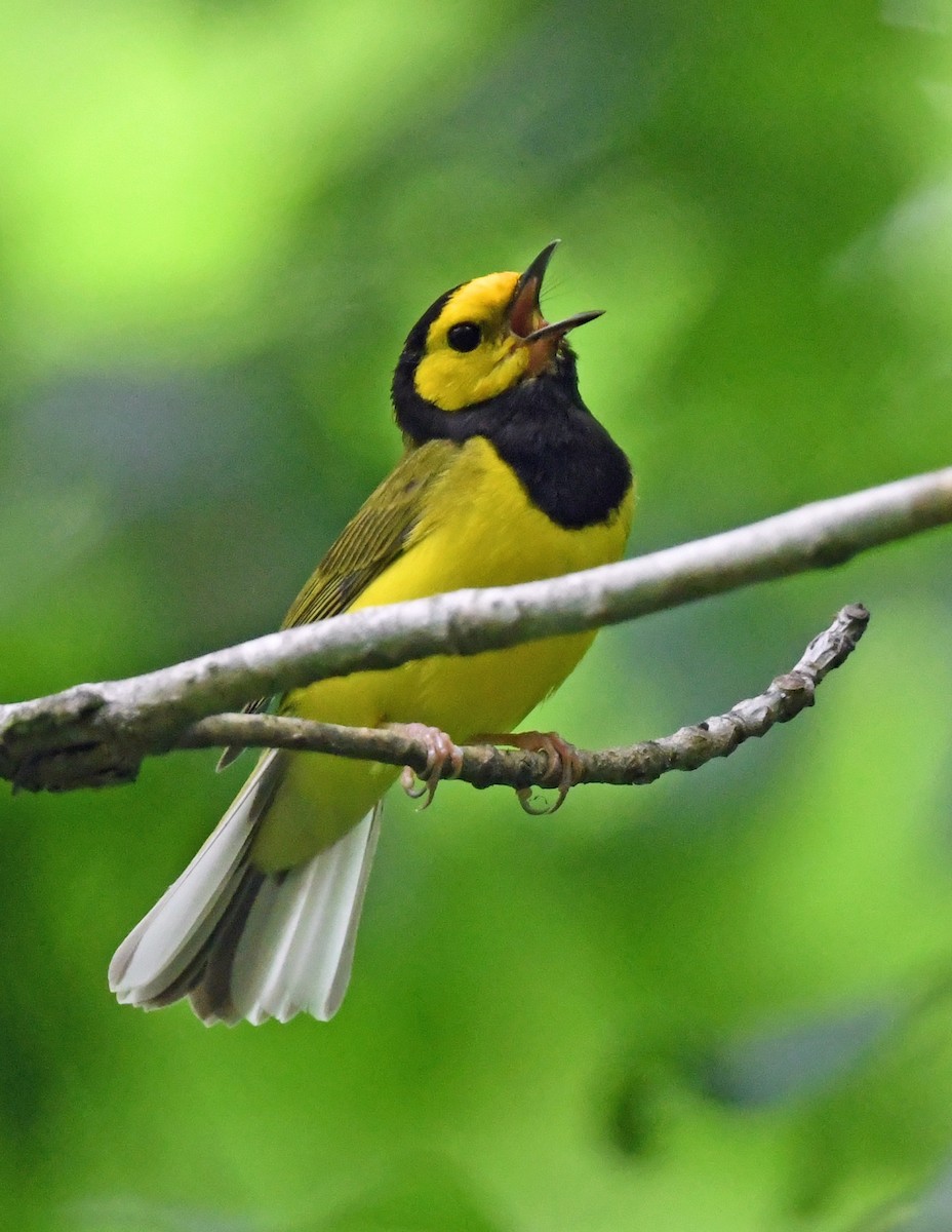 Hooded Warbler - ML626639507