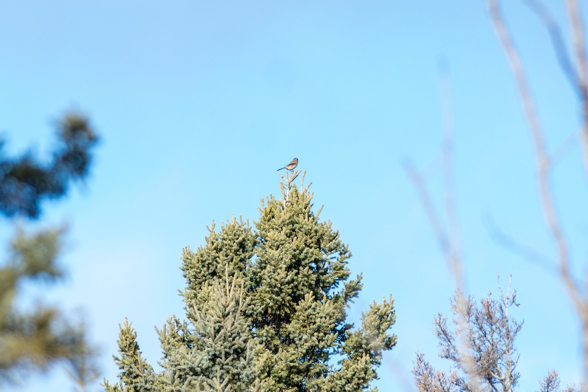 Northern Shrike - ML626639676