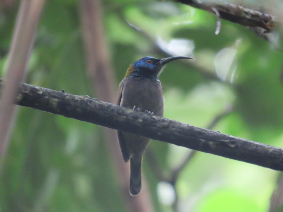 Blue-headed Sunbird - ML626639693