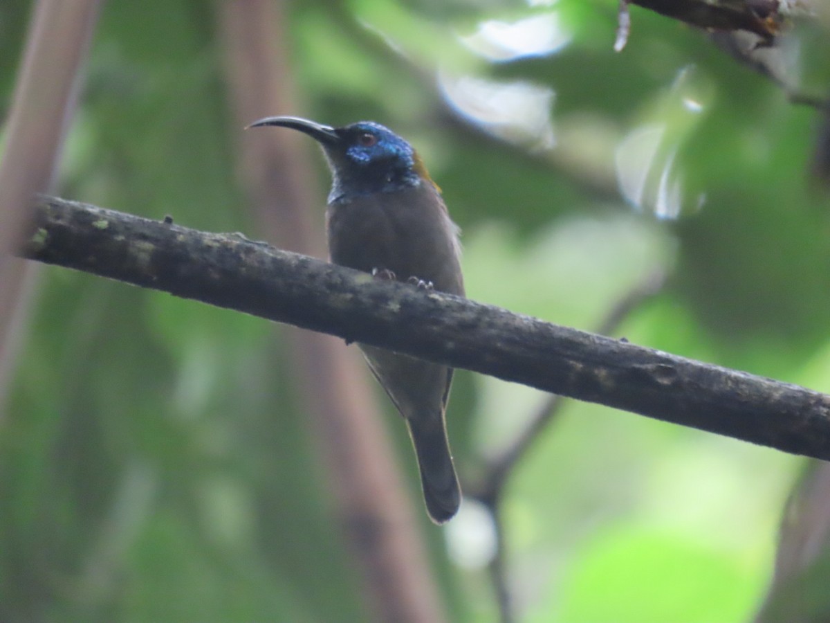 Blue-headed Sunbird - ML626639694
