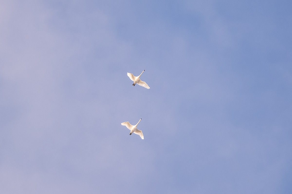 Trumpeter Swan - ML626639730