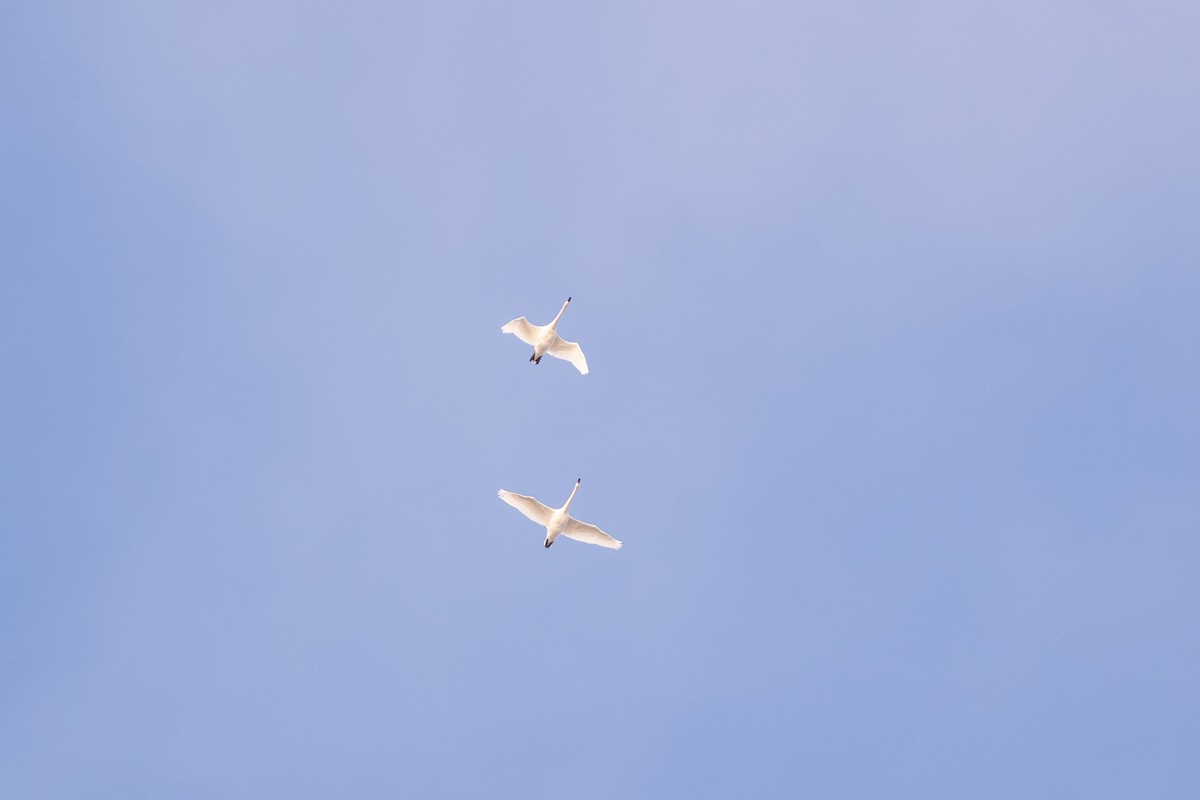 Trumpeter Swan - ML626639731
