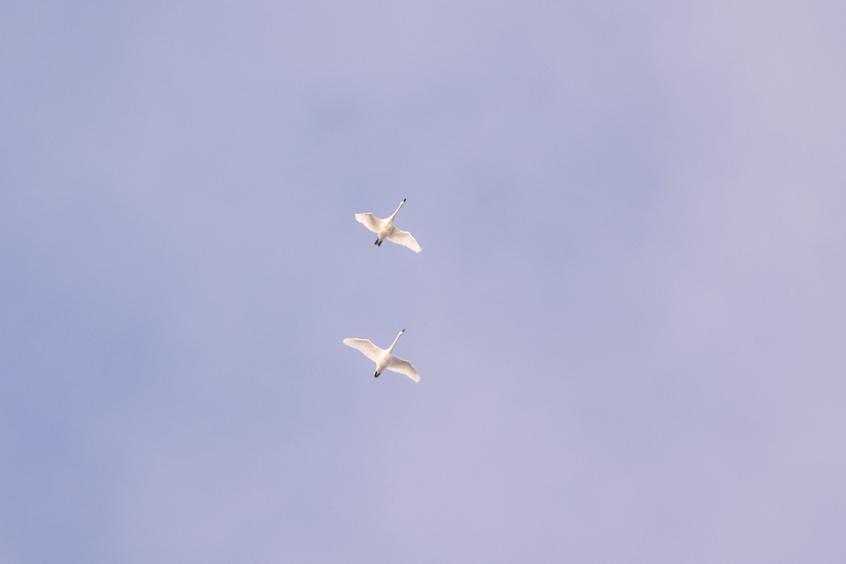 Trumpeter Swan - ML626639732