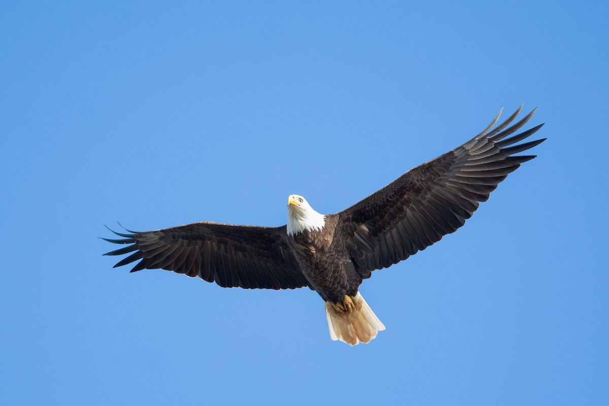 Bald Eagle - ML626639739