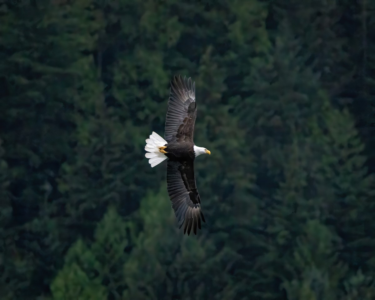 Weißkopf-Seeadler - ML626639917