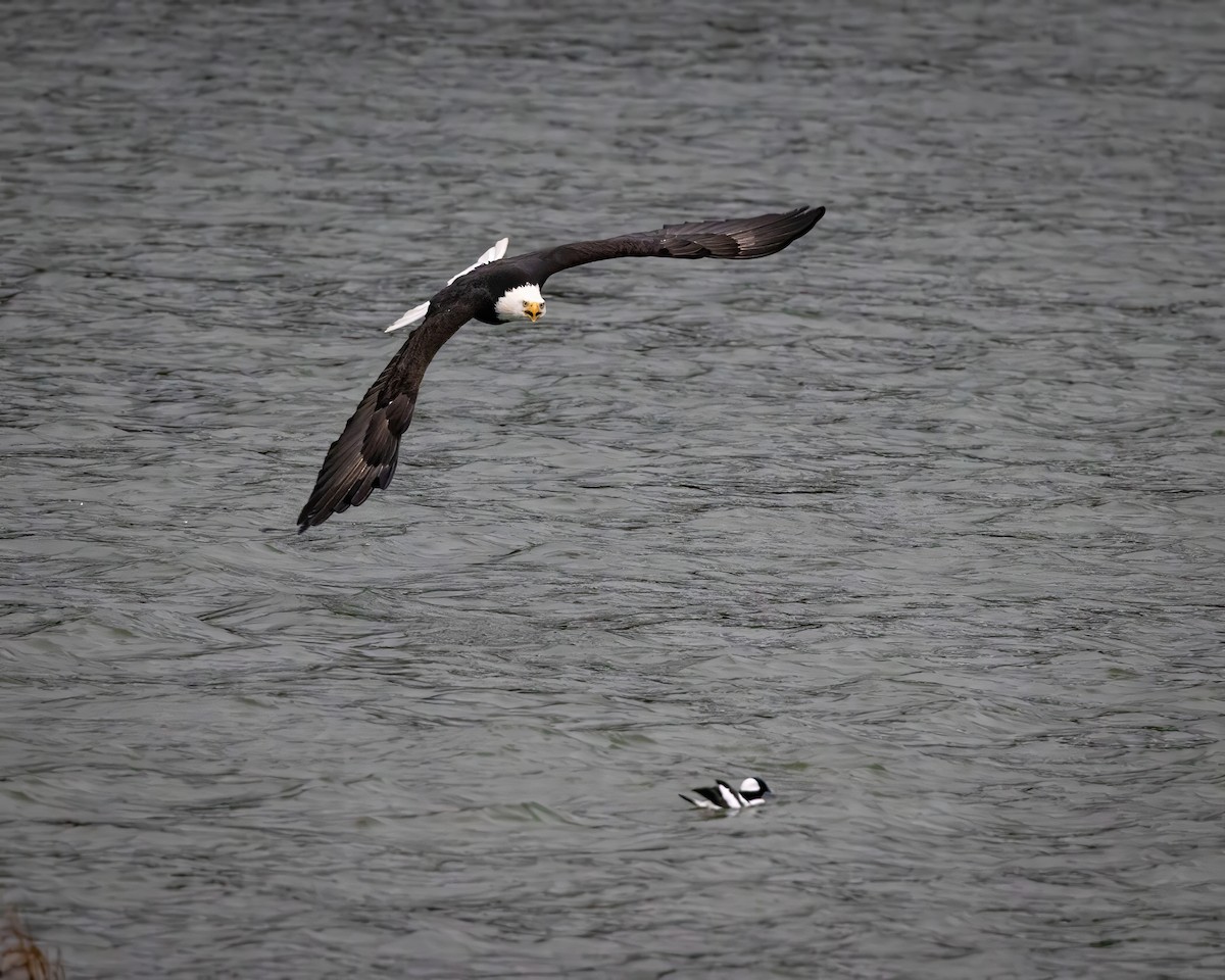 Weißkopf-Seeadler - ML626639919