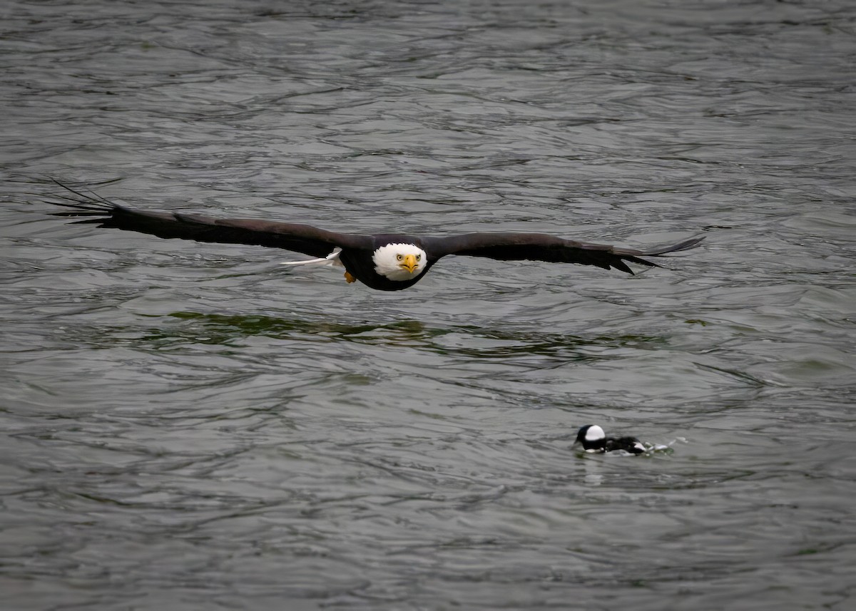 Weißkopf-Seeadler - ML626639928