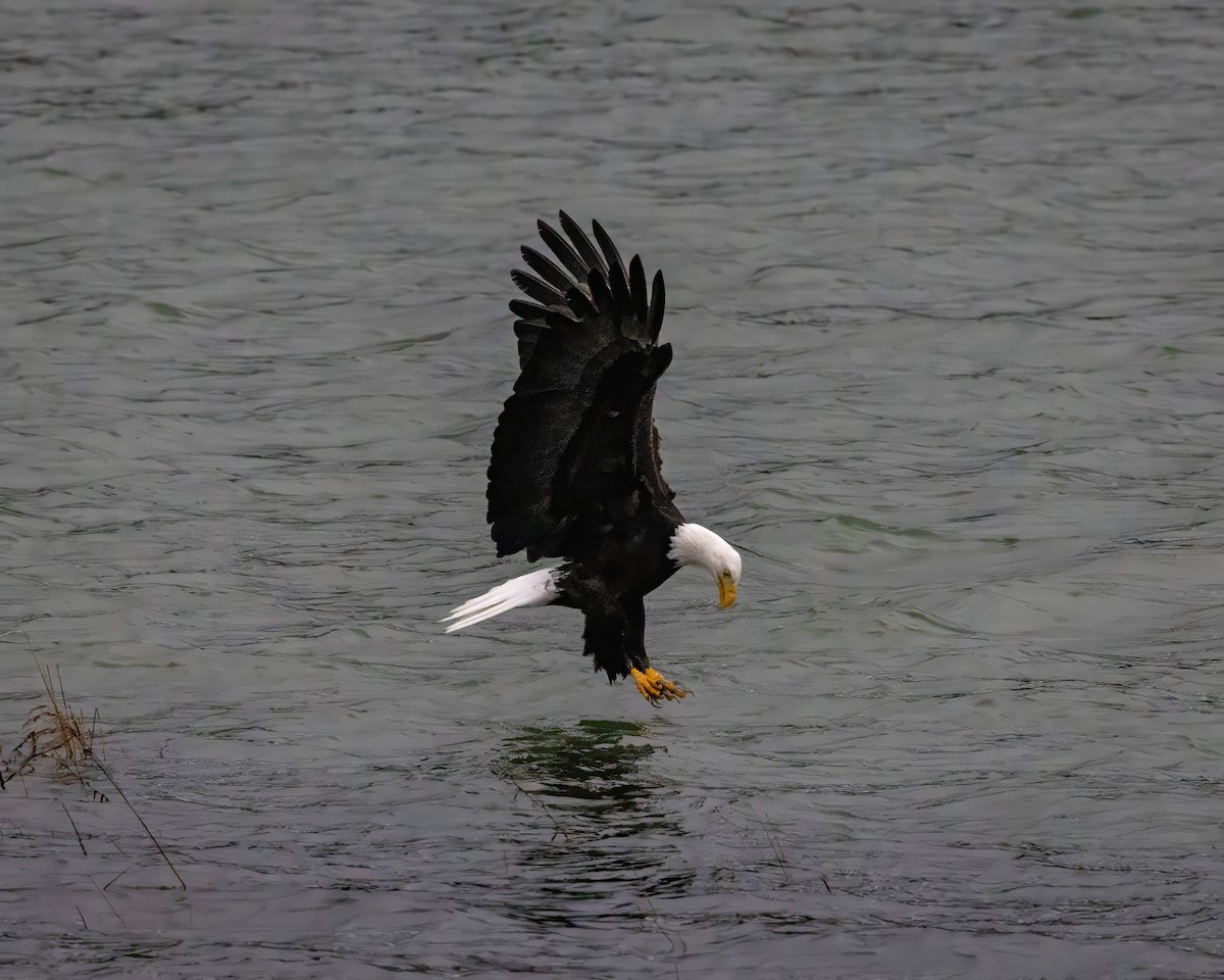 Weißkopf-Seeadler - ML626639929