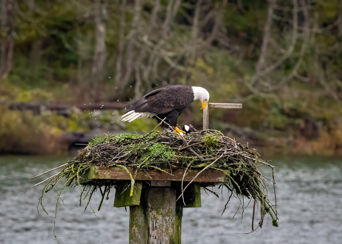 Weißkopf-Seeadler - ML626639933