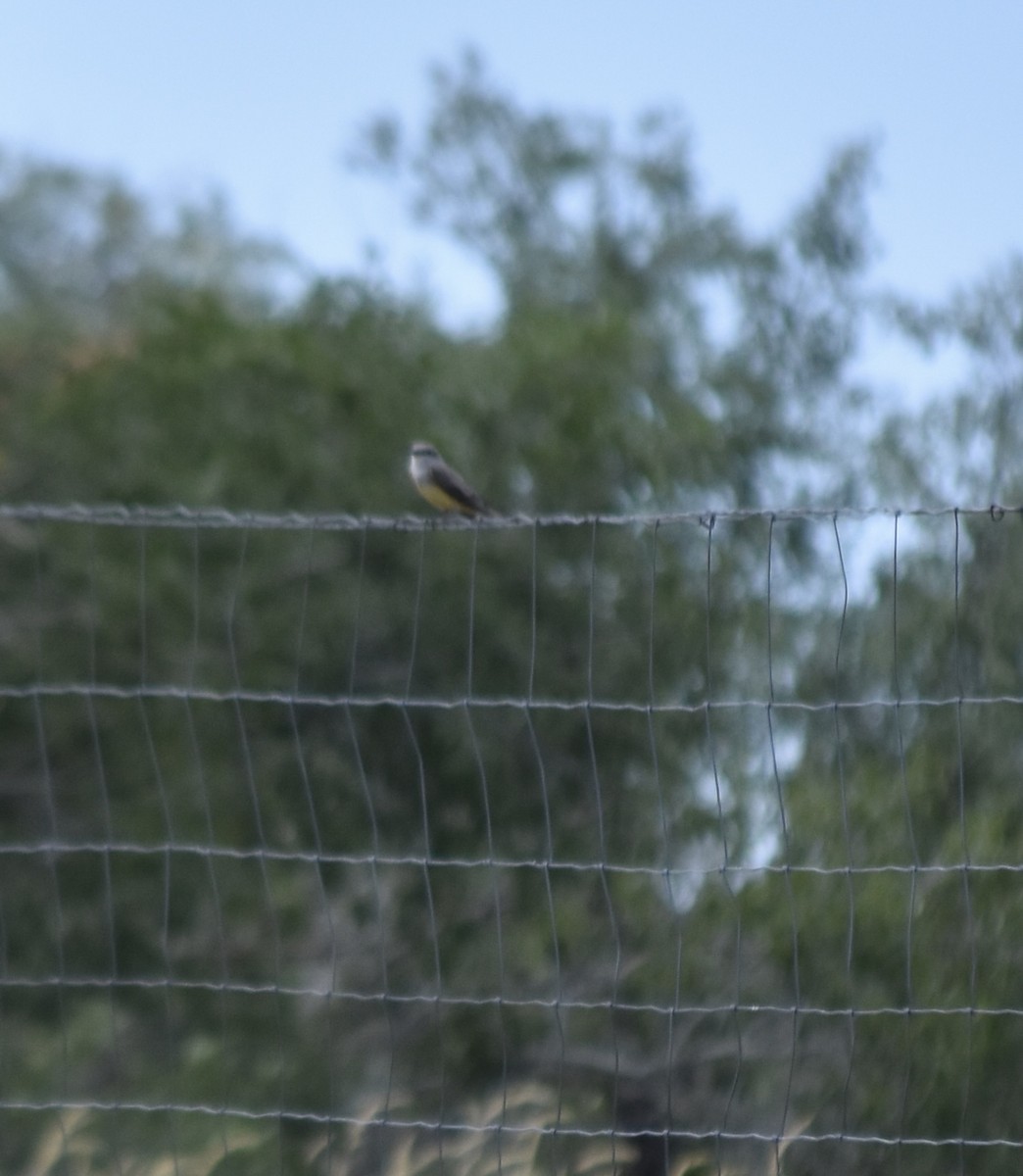 Western Kingbird - ML626640055