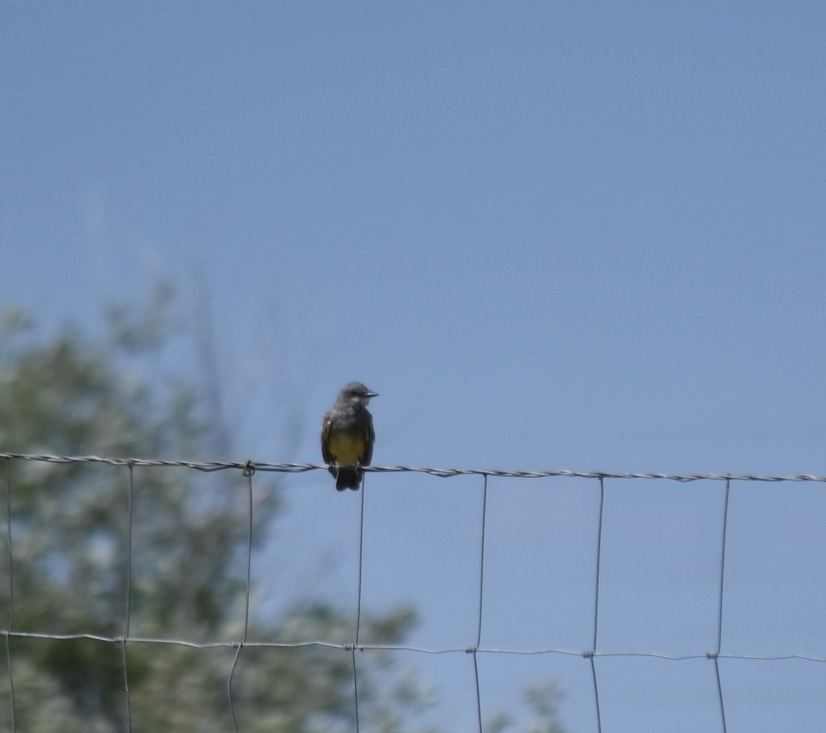 Western Kingbird - ML626640069
