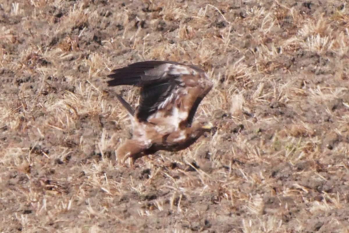 Lesser Spotted Eagle - ML626640167