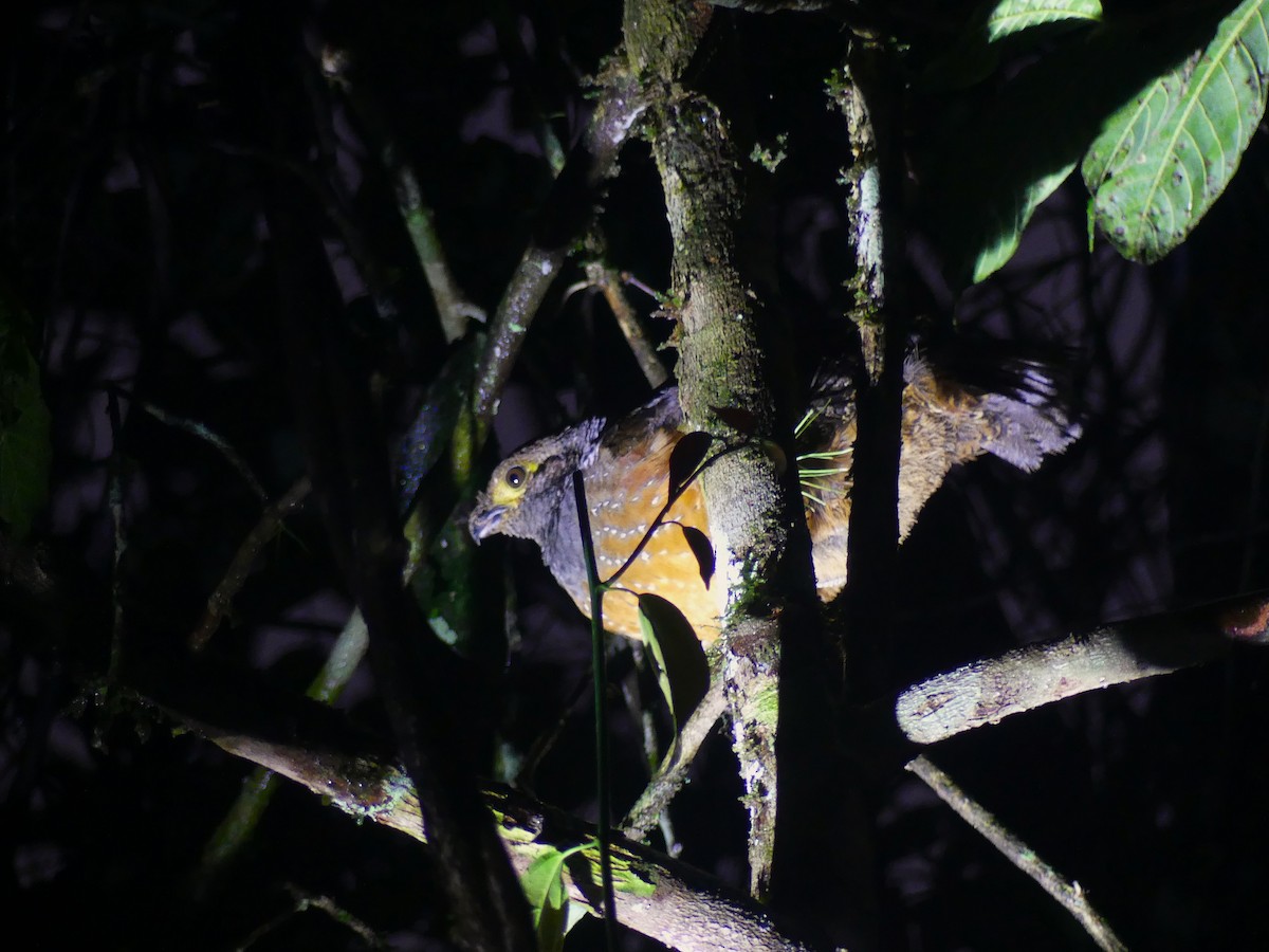 Starred Wood-Quail - ML626640235