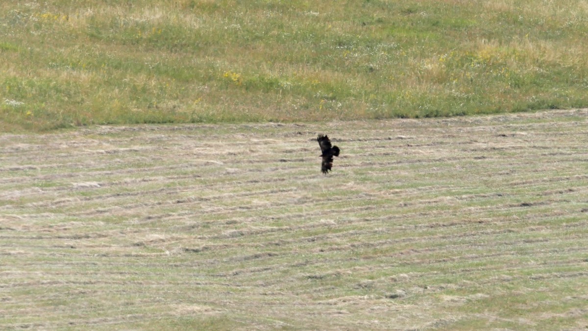 Lesser Spotted Eagle - ML626640394