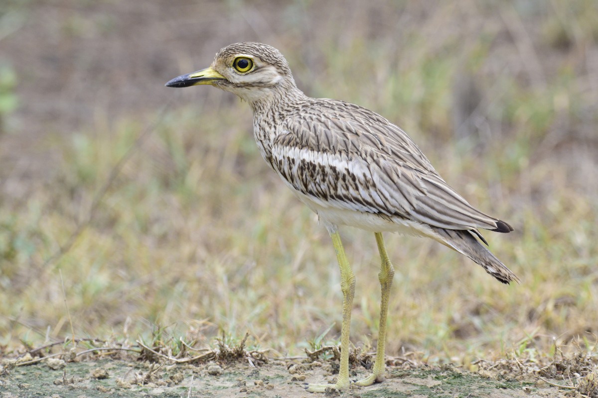 Indian Thick-knee - ML626640448