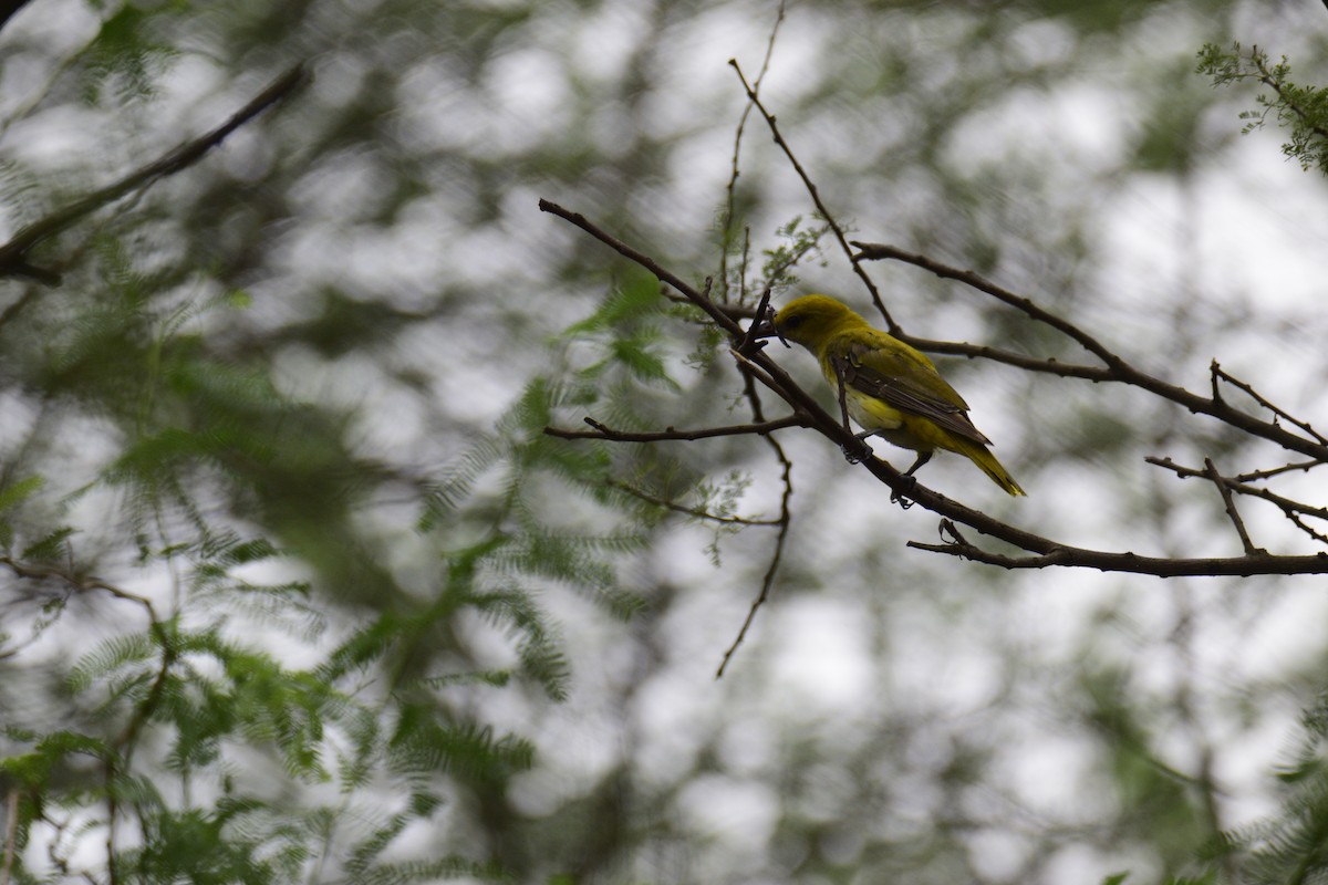 Indian Golden Oriole - ML626640465