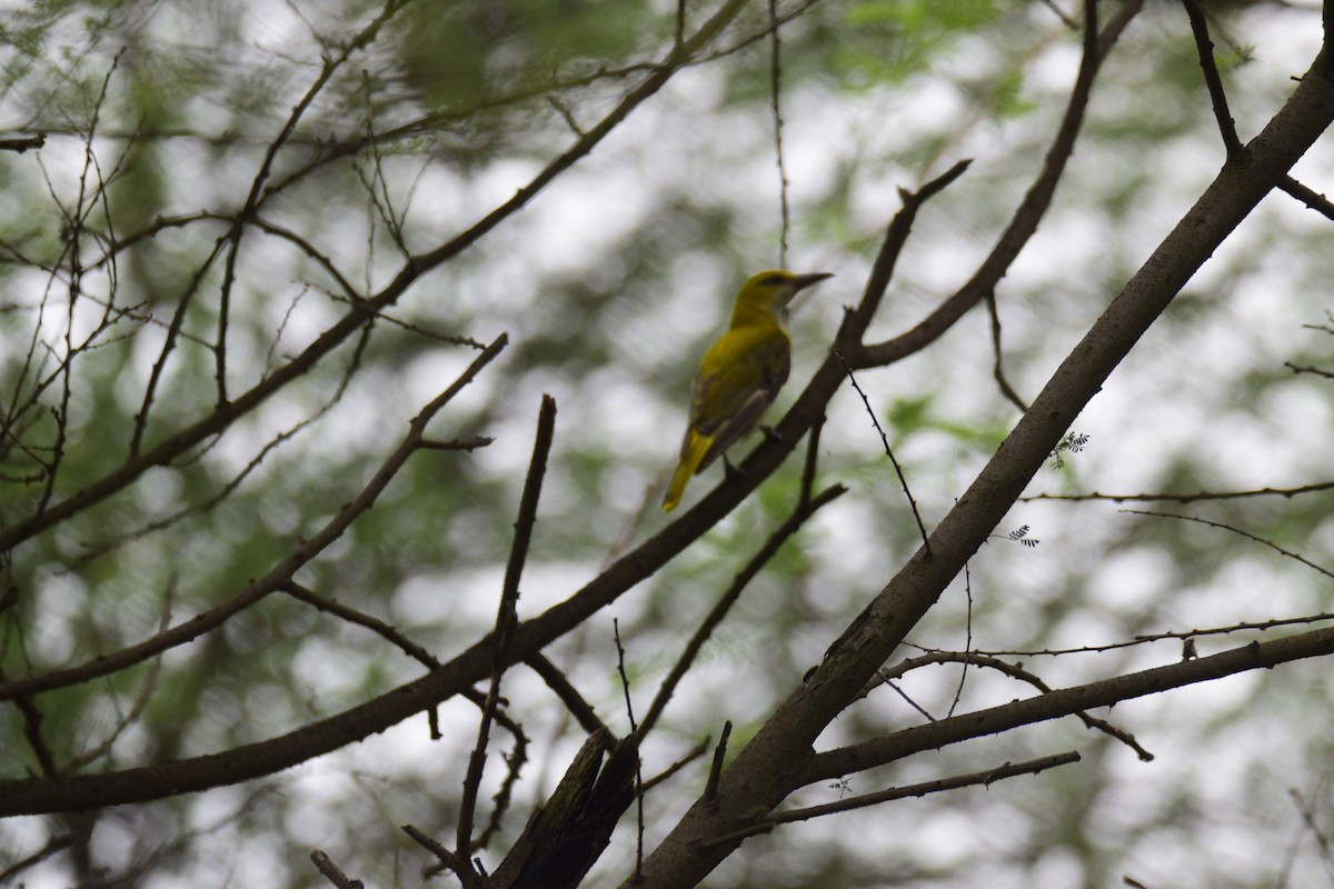 Indian Golden Oriole - ML626640466