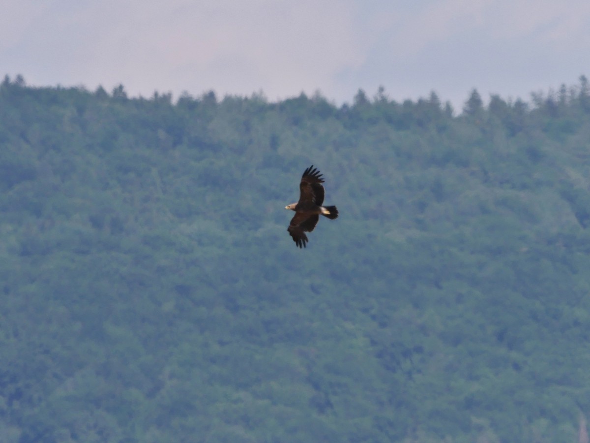 Lesser Spotted Eagle - ML626640527