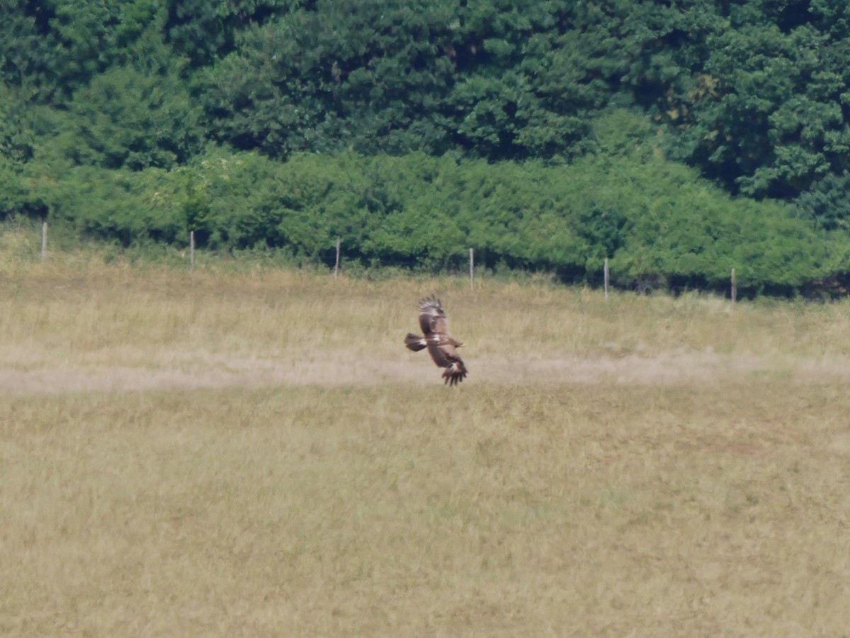 Lesser Spotted Eagle - ML626640528