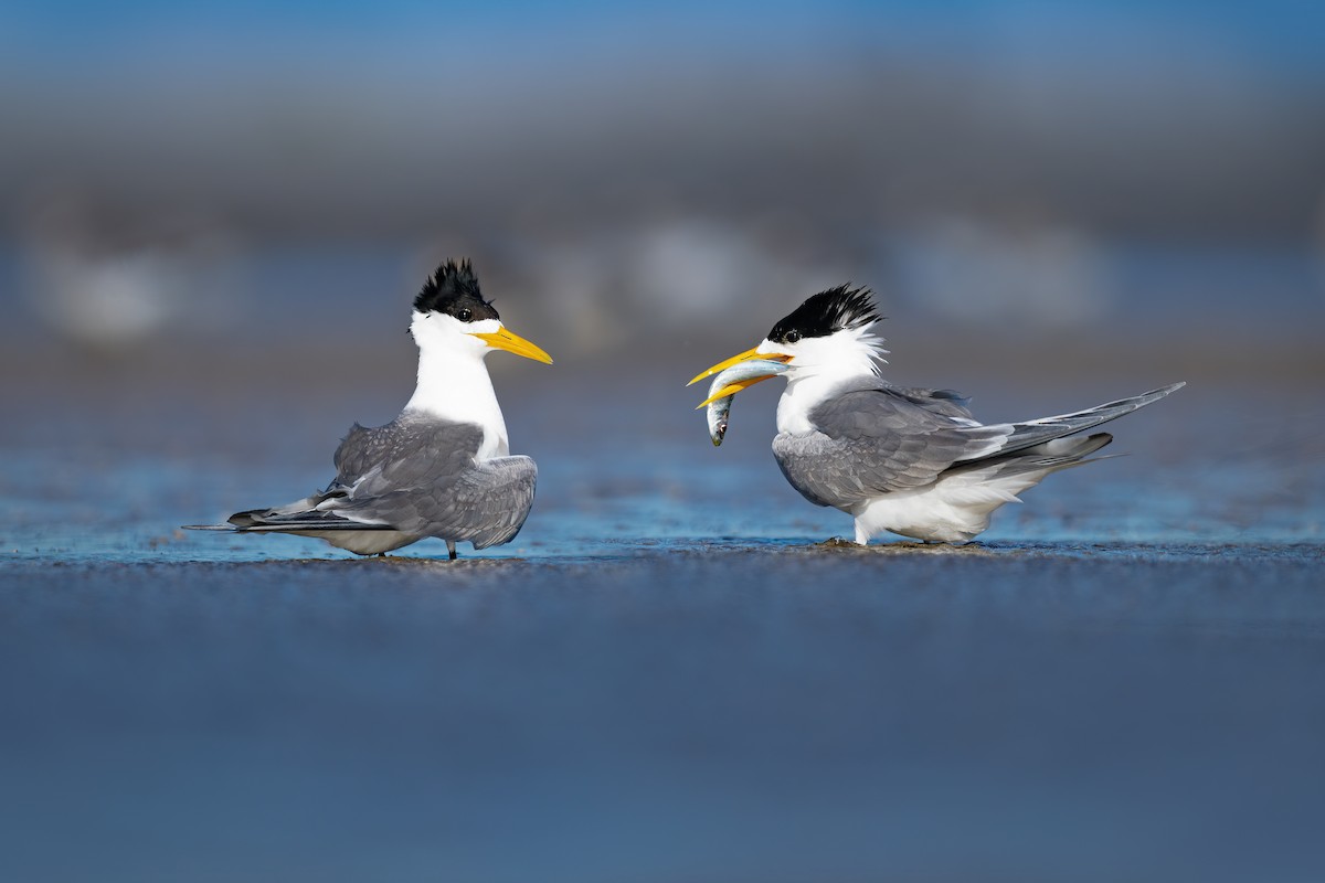 Great Crested Tern - ML626640615