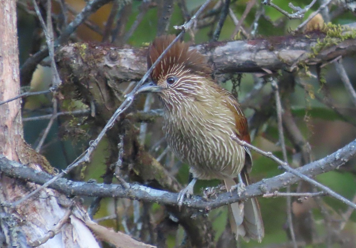 Striated Laughingthrush - ML626640867