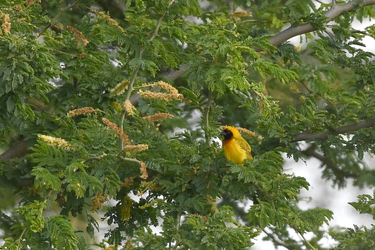 Tanganyika Masked-Weaver - ML626641013