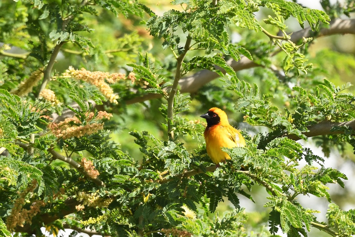 Tanganyika Masked-Weaver - ML626641014