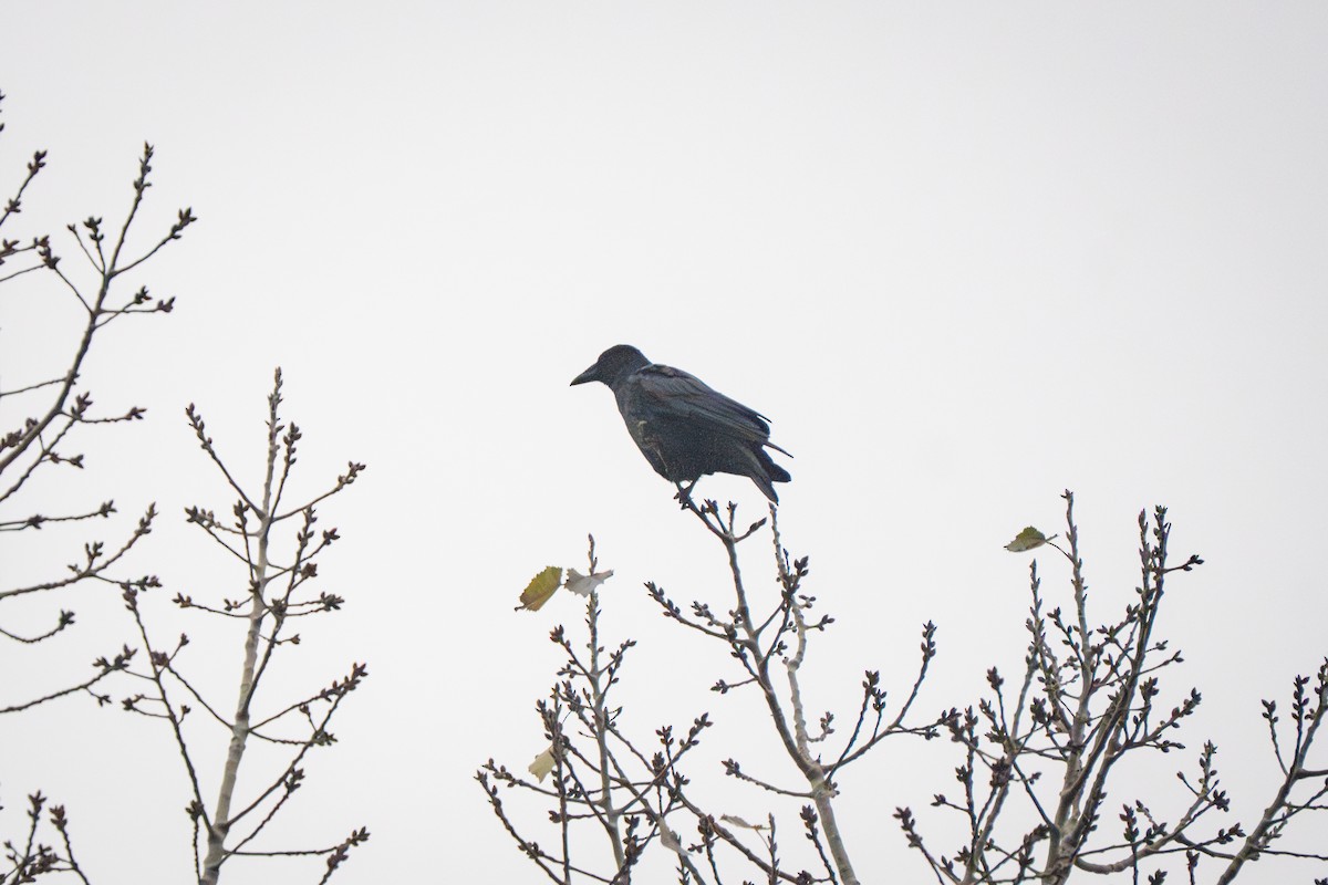 Carrion Crow (Eastern) - ML626641131