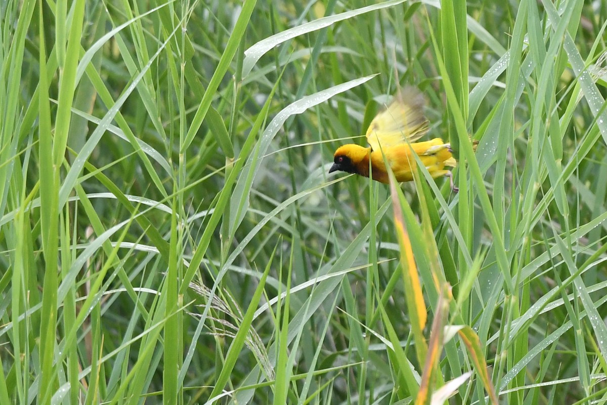Tanganyika Masked-Weaver - ML626641305