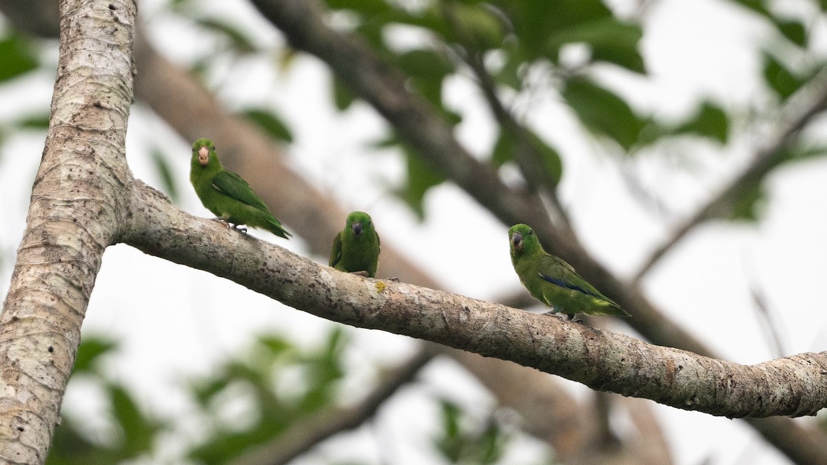 Dusky-billed Parrotlet - ML626641483