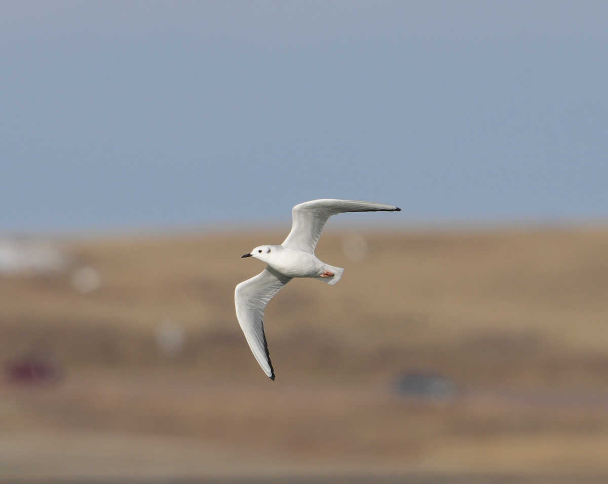 Bonaparte's Gull - ML626641508