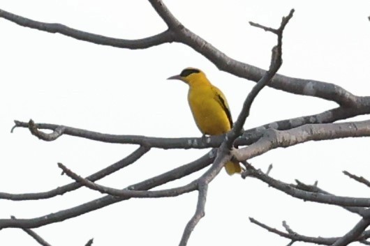 African Golden Oriole - ML626641574