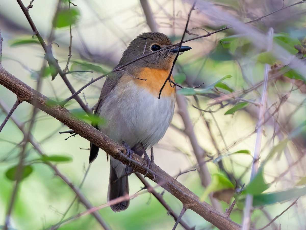 Blue-throated Flycatcher - ML626641612