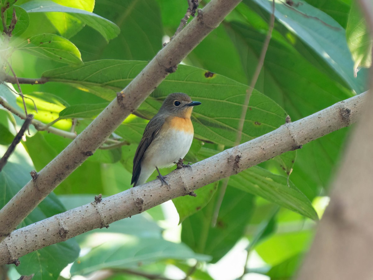 Blue-throated Flycatcher - ML626641635