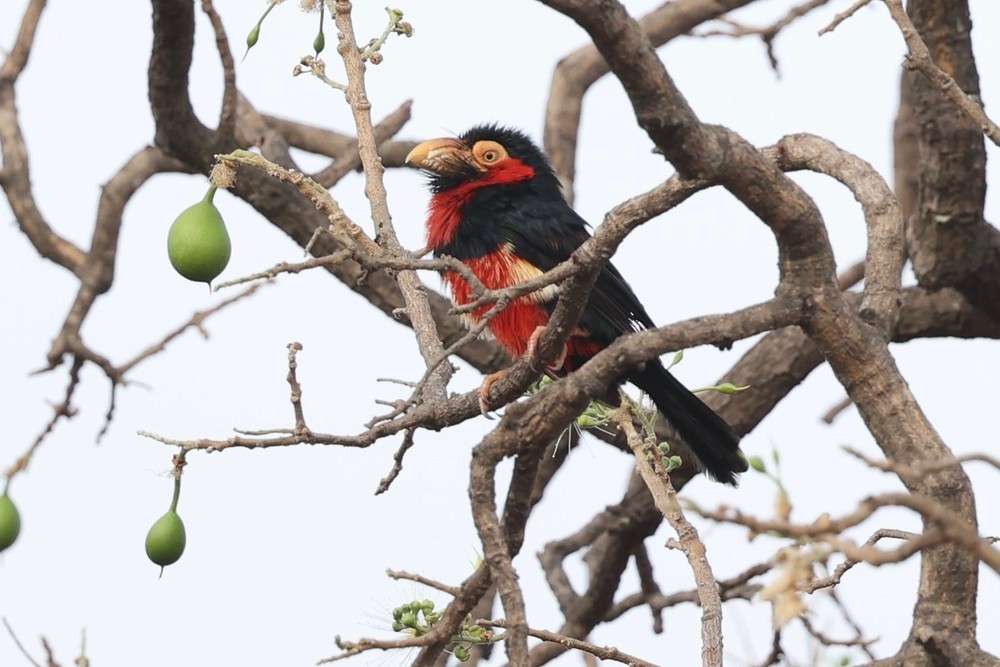 Bearded Barbet - ML626641639