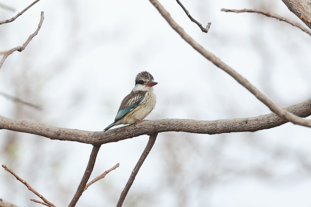 Striped Kingfisher - ML626641663