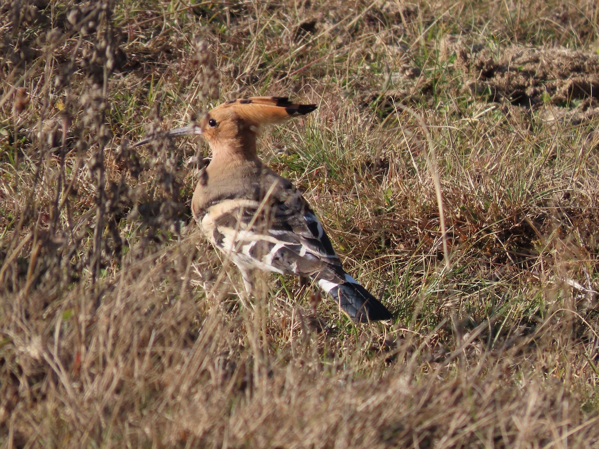 Common Hoopoe - ML626641788
