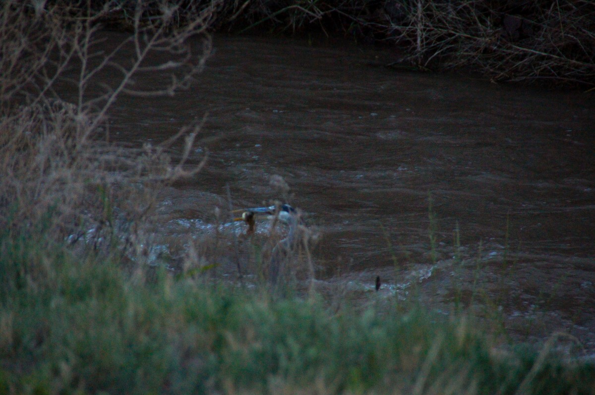 Great Blue Heron - ML626641844