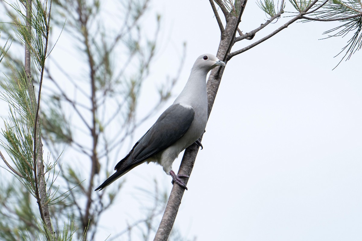 Gray Imperial-Pigeon - ML626641854