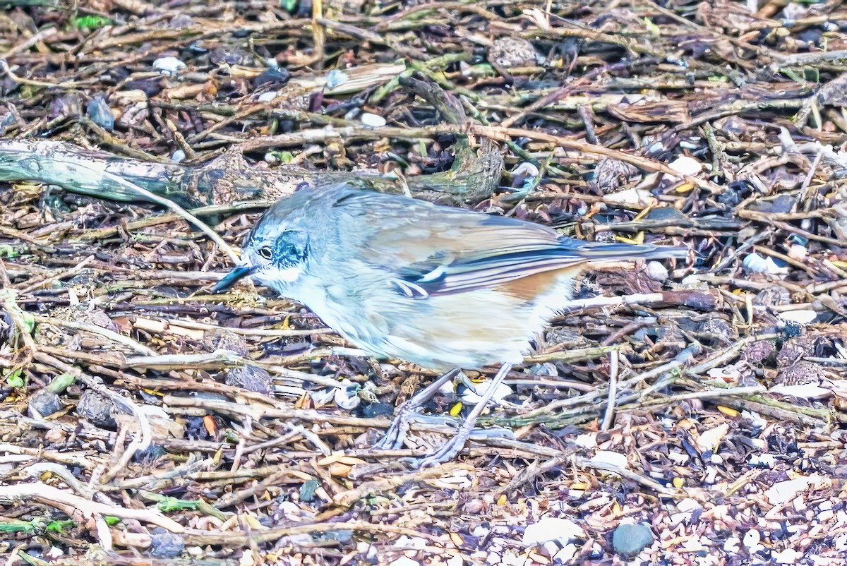 White-browed Scrubwren (White-browed) - ML626641868