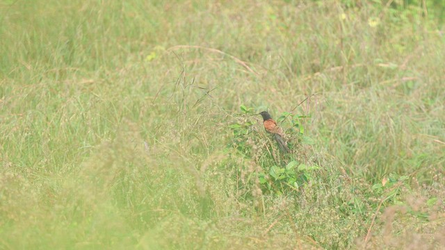 Lesser Coucal - ML626641878