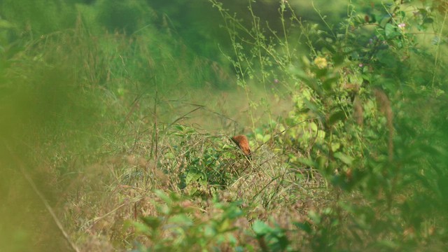 Lesser Coucal - ML626641890