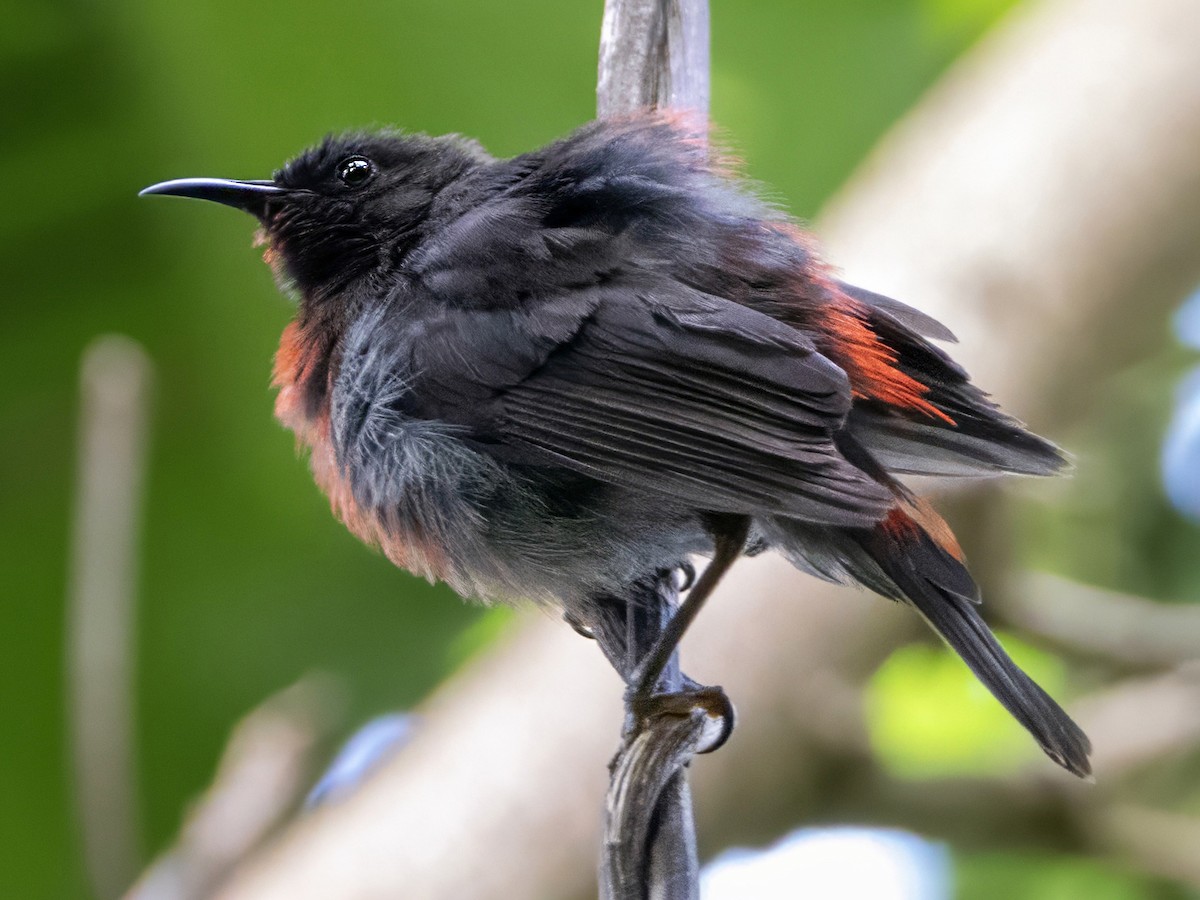 Photos - Rotuma Myzomela - Myzomela chermesina - Birds of the World