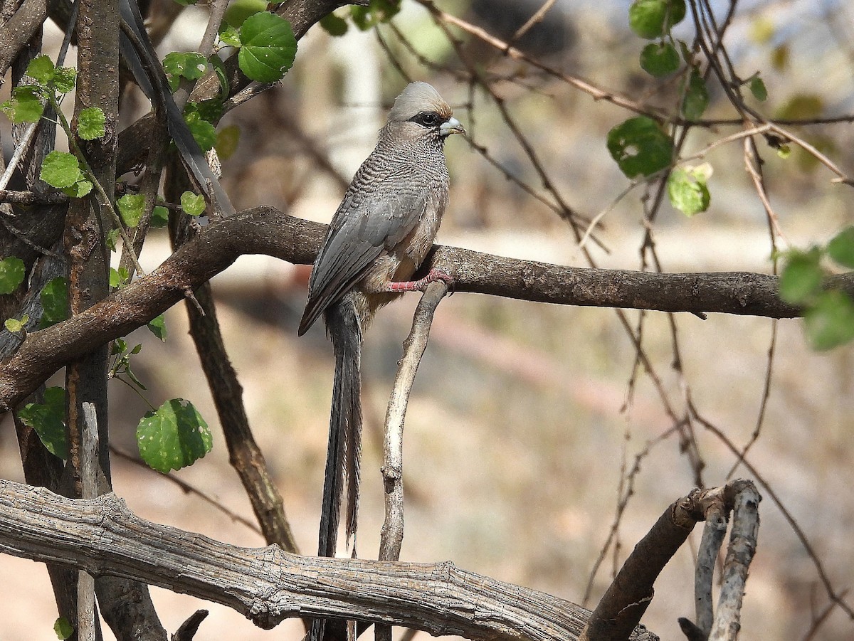 White-headed Mousebird - ML626642075