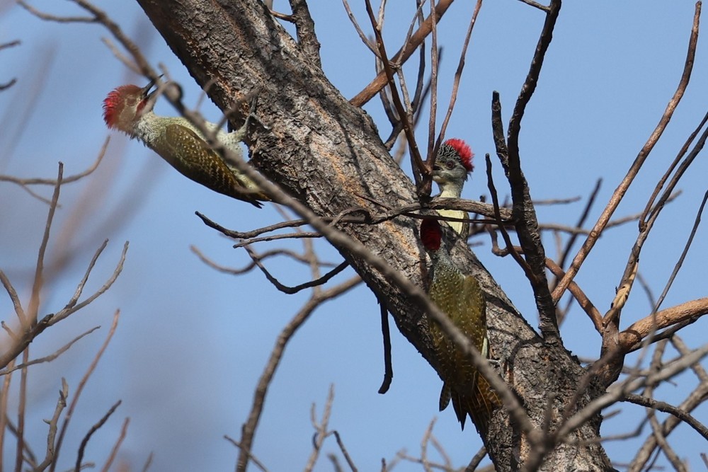 Fine-spotted Woodpecker - ML626642110