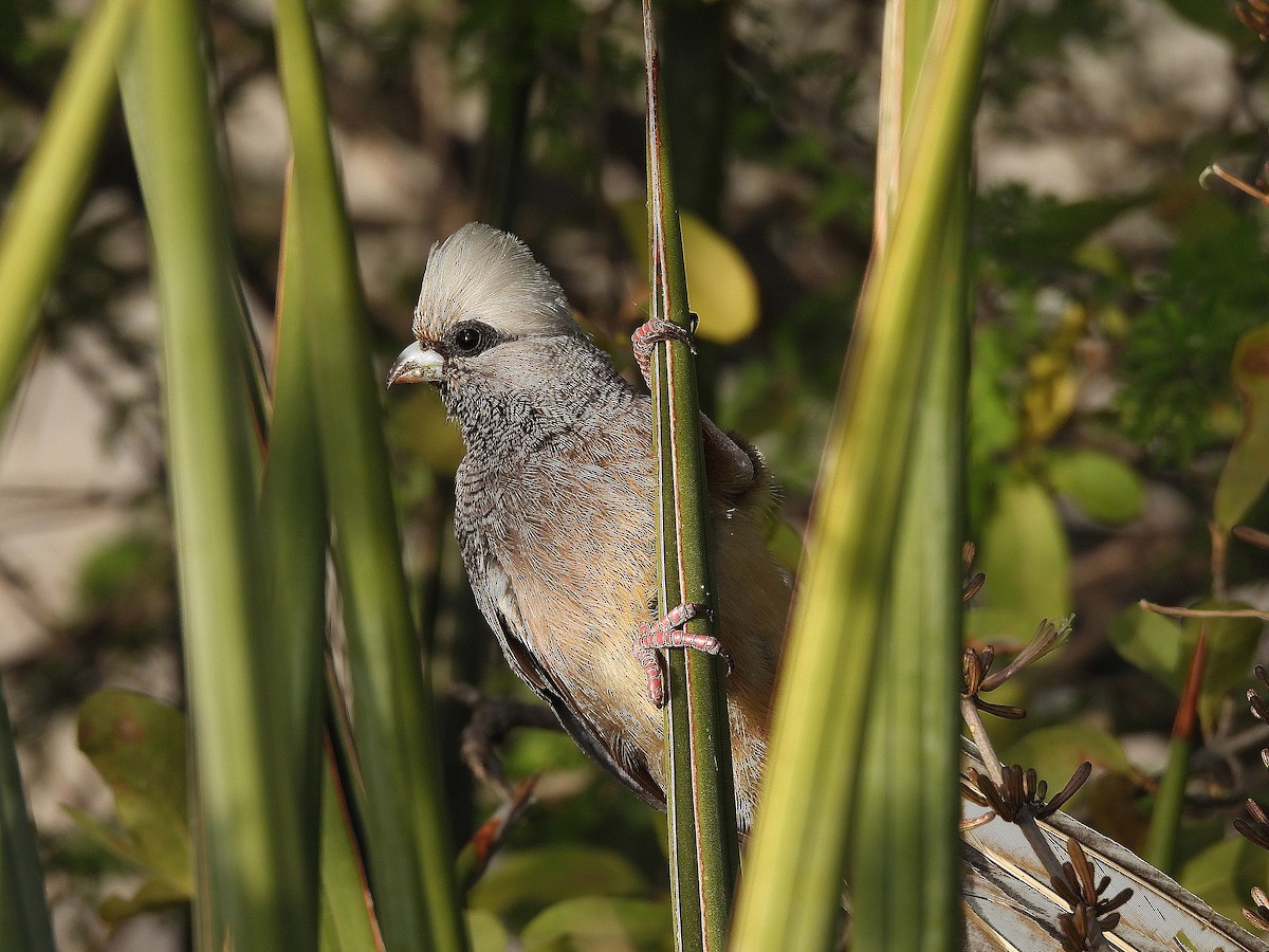 White-headed Mousebird - ML626642145